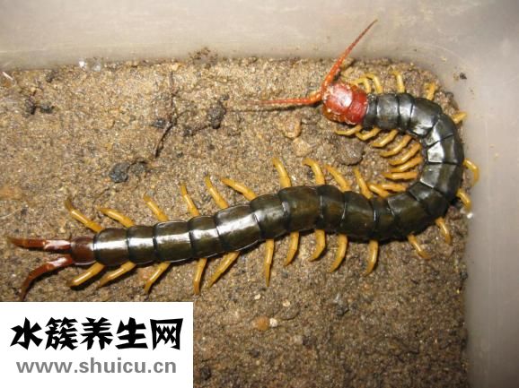 怎么樣預(yù)防蜈蚣