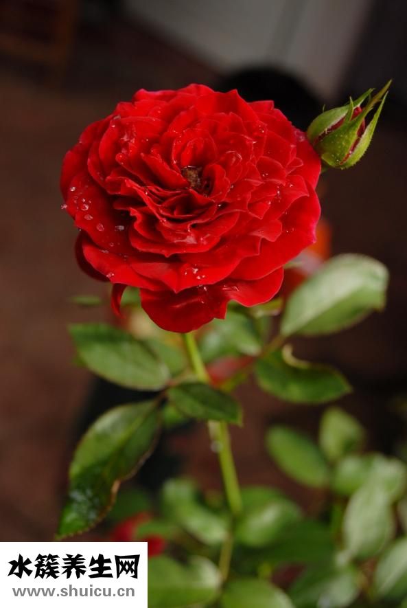 黃褐斑吃什么藥