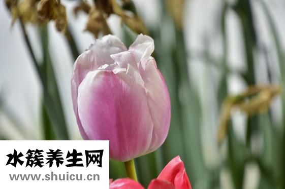 怎么樣性交容易懷孕