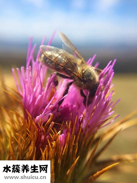柿子澀味怎么樣去除