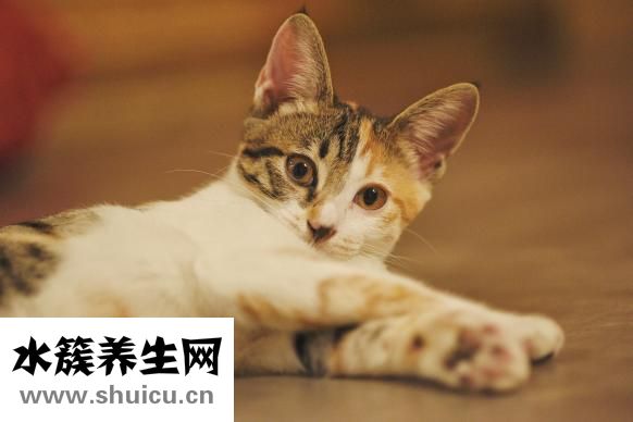 寵物貓有哪些品種