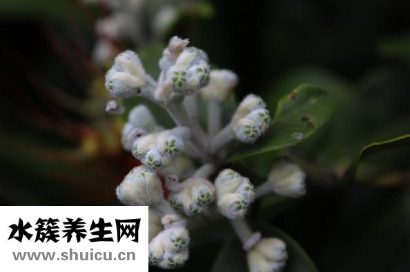 非誠勿擾楊凱怎么樣