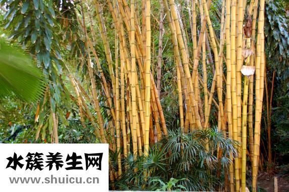 猴爸馬寶怎么樣