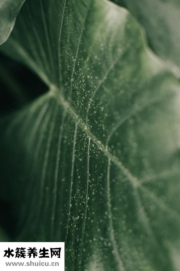 教你如何扎頭發