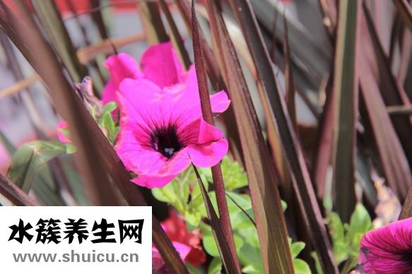 圣華曦藥業(yè)怎么樣