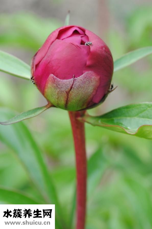 紅牡丹家紡怎么樣