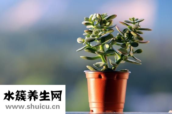 圣華曦藥業(yè)怎么樣