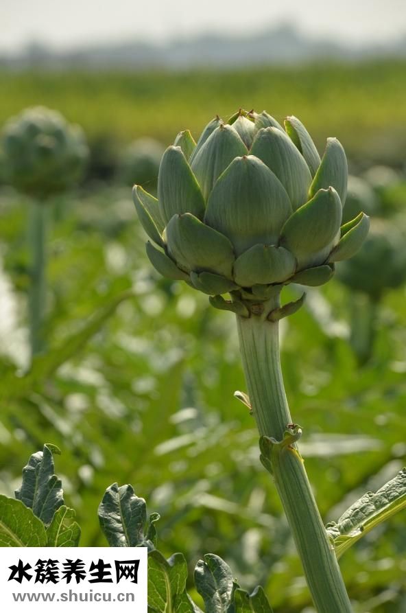 吃什么可以排毒養(yǎng)顏