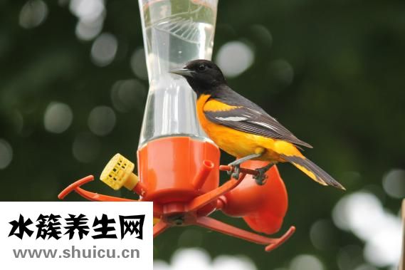 怎么樣養(yǎng)小鳥