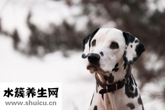 康琪壹佰怎么樣