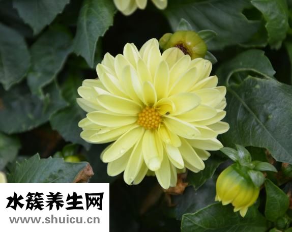 儷寶姿減肥藥怎么樣