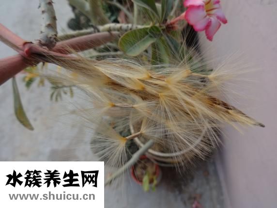 風信子的花語是什么