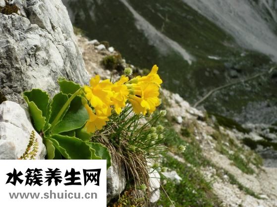 吃什么可以排毒養(yǎng)顏