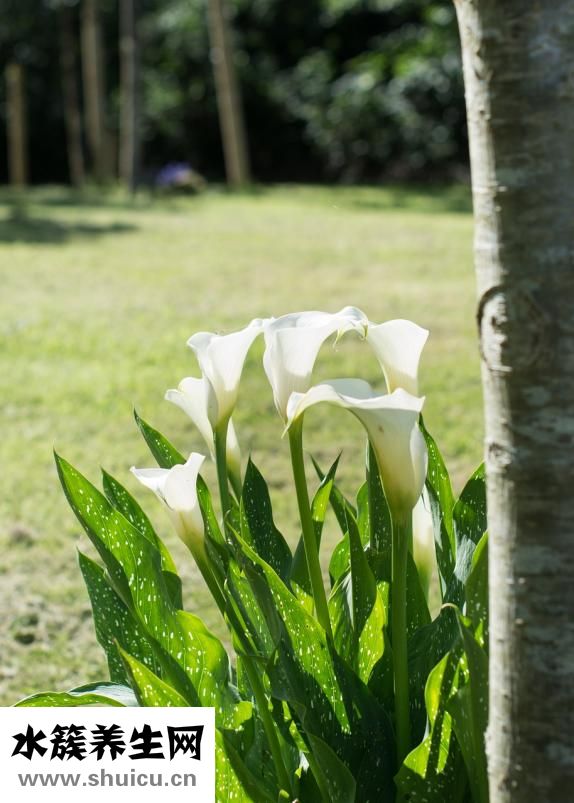圣華曦藥業(yè)怎么樣