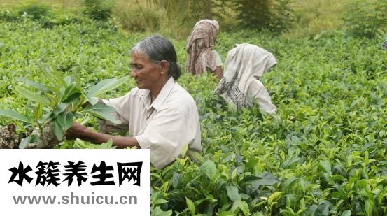 冬天喝什么茶好