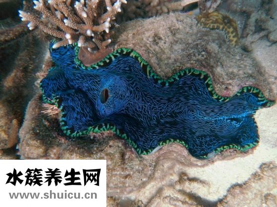 裙子英文怎么寫