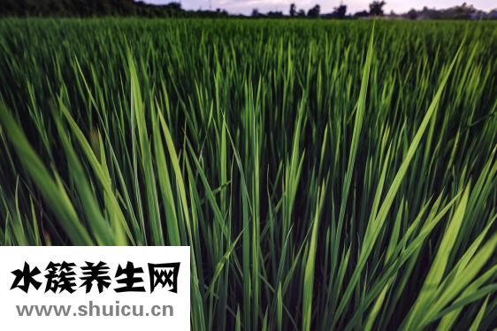 野稻人男襯衫怎么樣