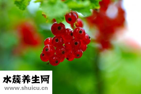 阿夫精油怎么樣