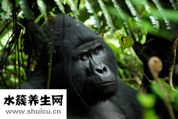 優時比發展怎么樣