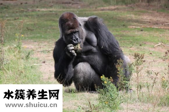 優時比發展怎么樣