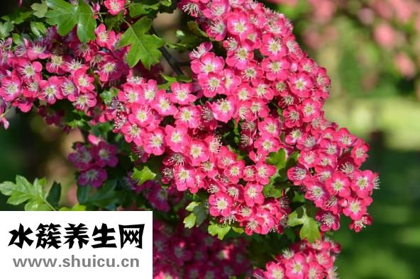 如何扎出好看的發型