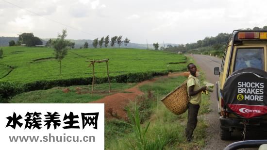 什么人不適合喝綠茶