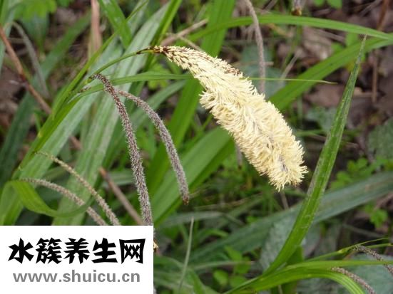 野稻人男襯衫怎么樣