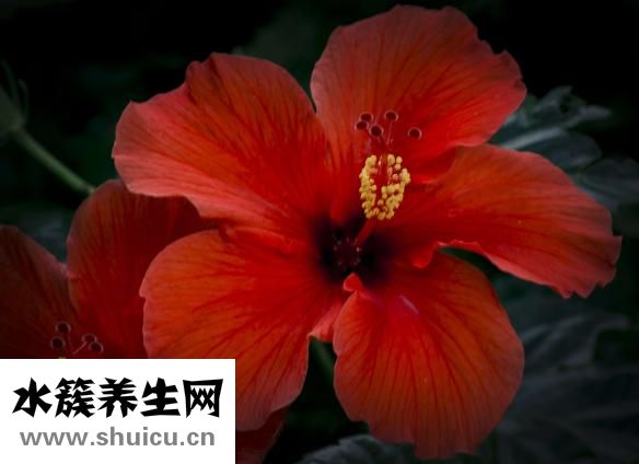 樸槿惠為什么不結(jié)婚