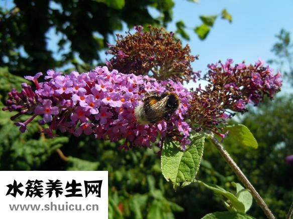 怎么樣發(fā)海螺干