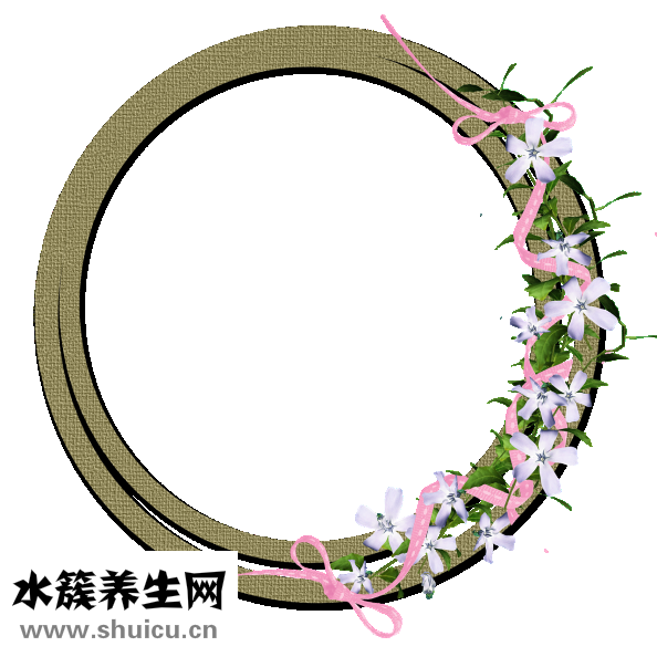 扇貝英語怎么樣