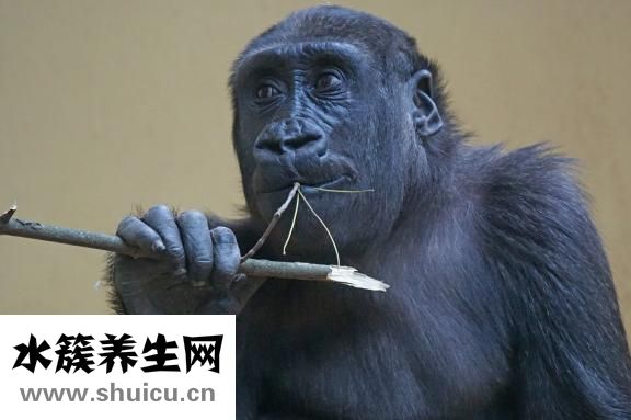 優時比發展怎么樣