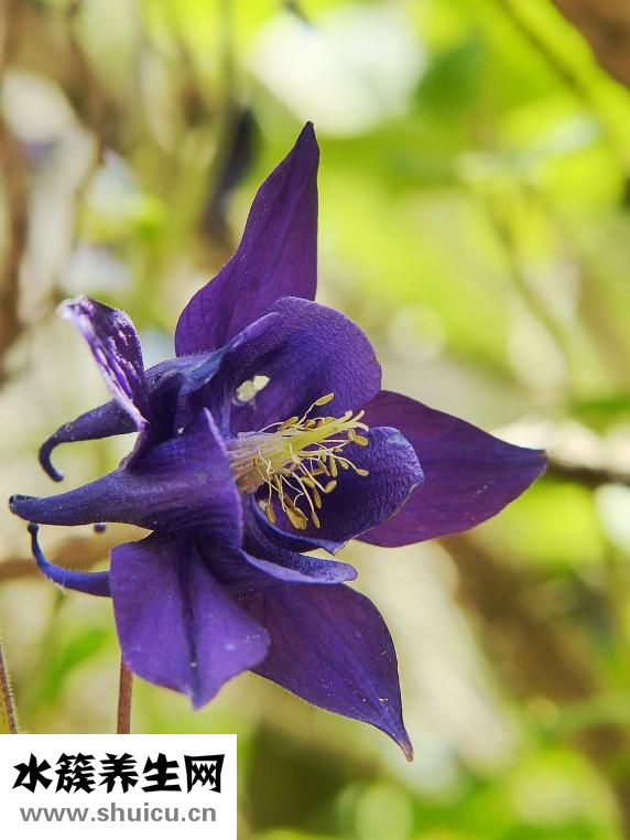 速購國際女裝怎么樣