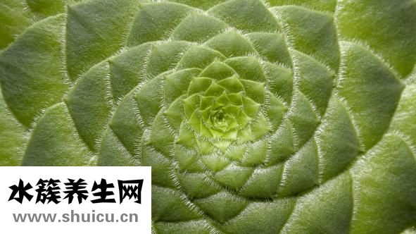 金功夫保健品怎么樣