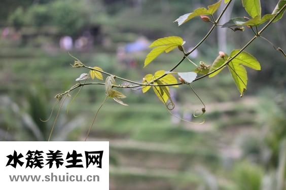 野稻人男襯衫怎么樣