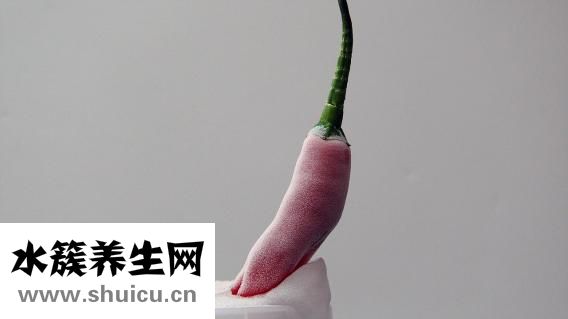 綠傘彩漂怎么樣