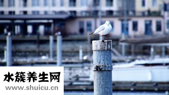 頸環(huán)怎么樣