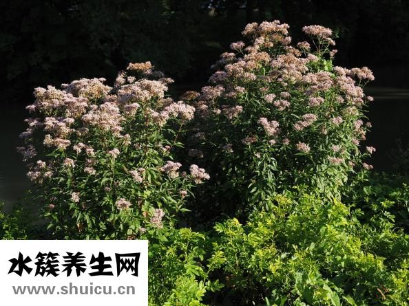 吃螃蟹過敏怎么辦