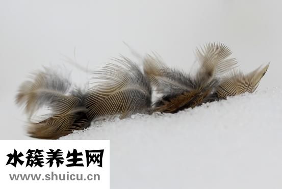 山茶花是什么顏色