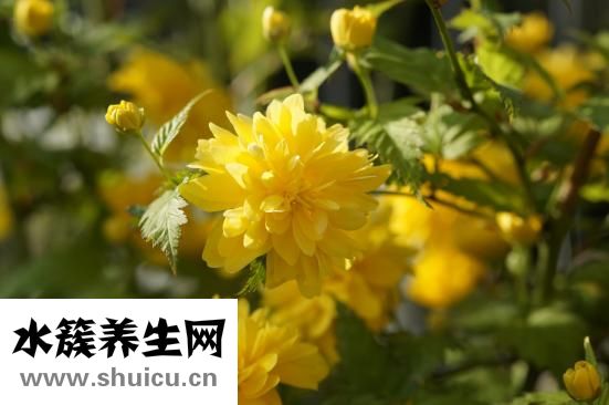 簡歷個人能力怎么寫