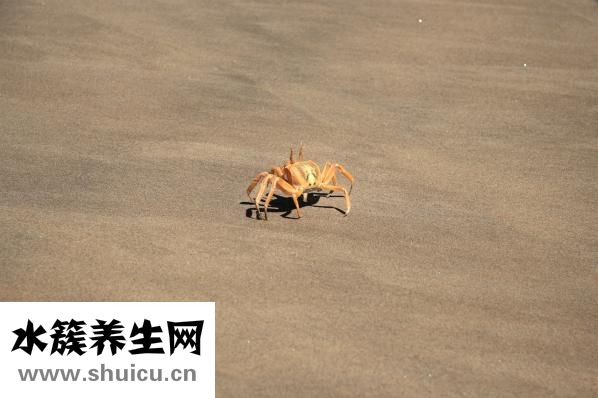 吃螃蟹過敏怎么辦