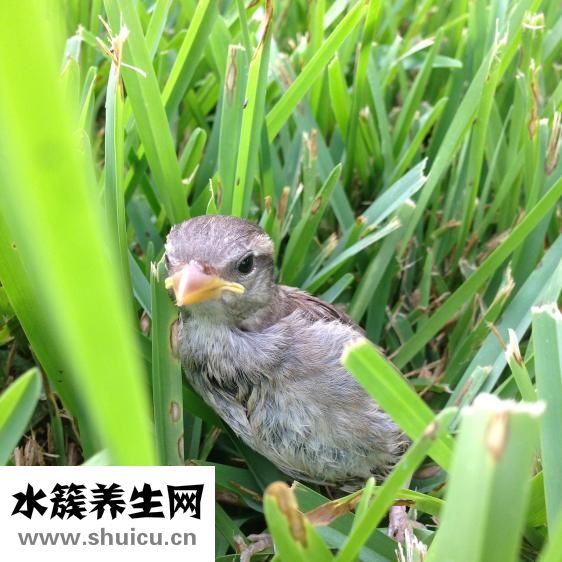 簡歷個人能力怎么寫