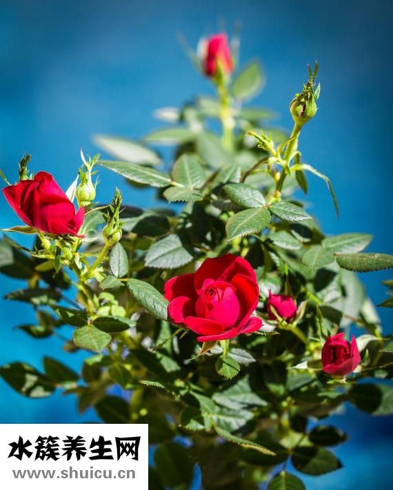 月經期間不宜吃什么