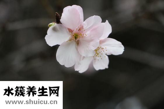 什么是體外受精