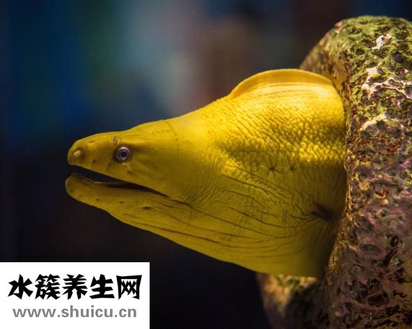 百仕高魚肝油怎么樣