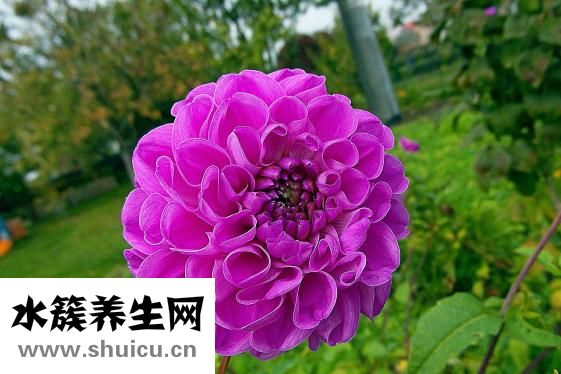 合歡花什么時(shí)候開(kāi)