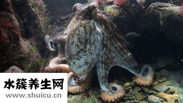 丸美去斑效果怎么樣