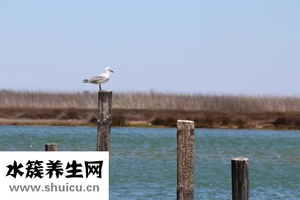 櫻檀蘭木佛珠怎么樣