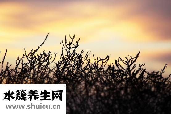 柚子在什么季節成熟