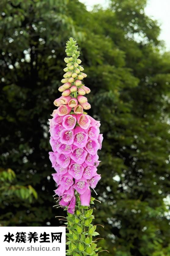 名詩媛女裝怎么樣