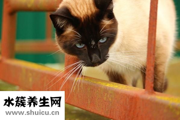 近視眼如何恢復視力